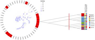 Influence of temperature and pH on induction of Shiga toxin Stx1a in Escherichia coli
